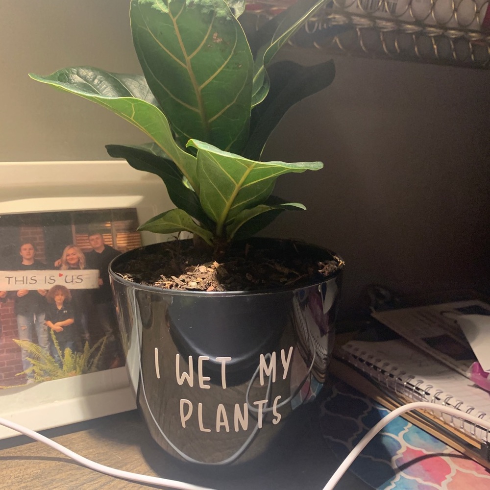 Plant pot with quote
